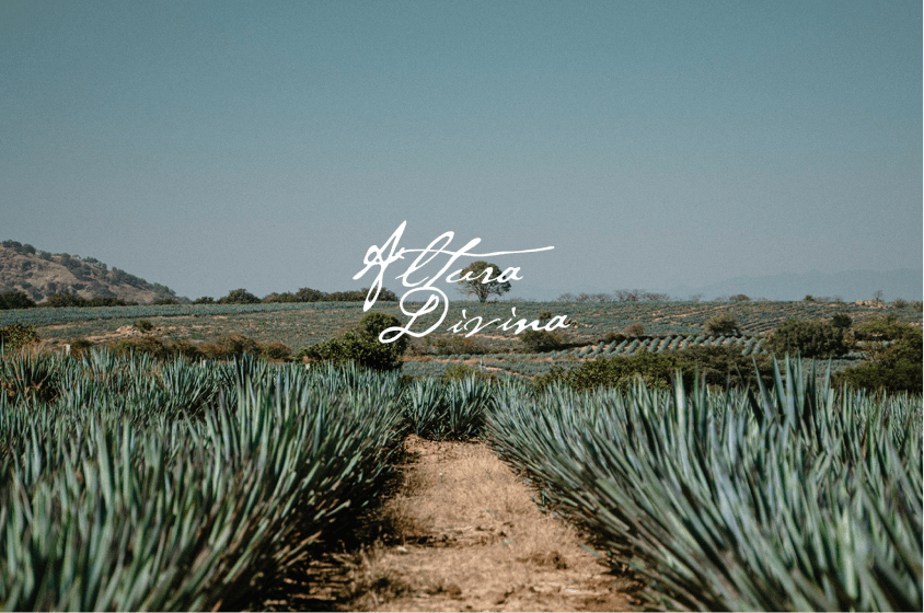 Altura Divina Tequila