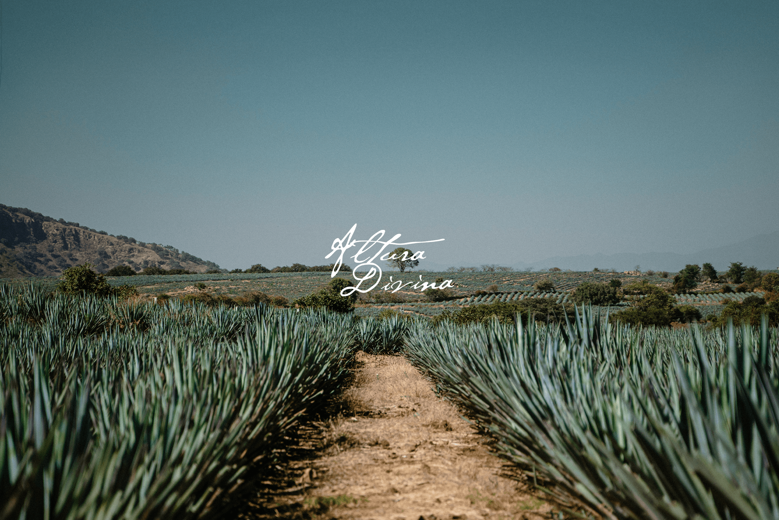 Altura Divina Tequila